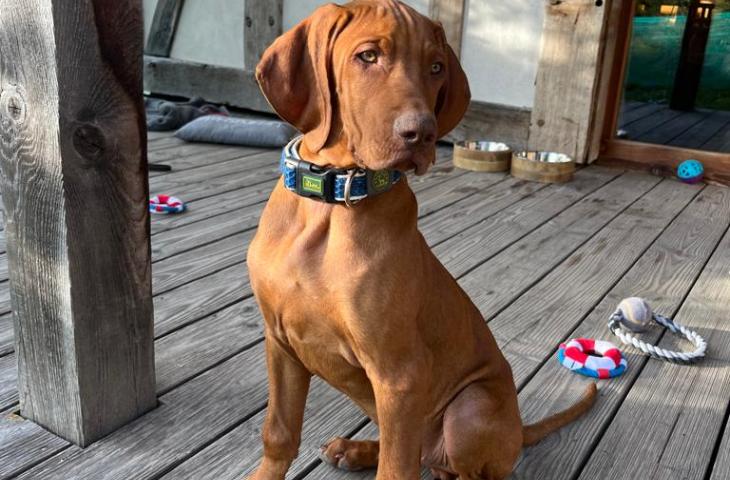 Urlaub mit Hund im Chaletdorf Urlaub mit Hund im Chaletdorf Sauerland